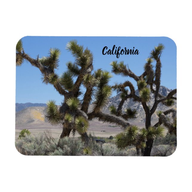 Joshua Tree in California Magnet (Horizontal)
