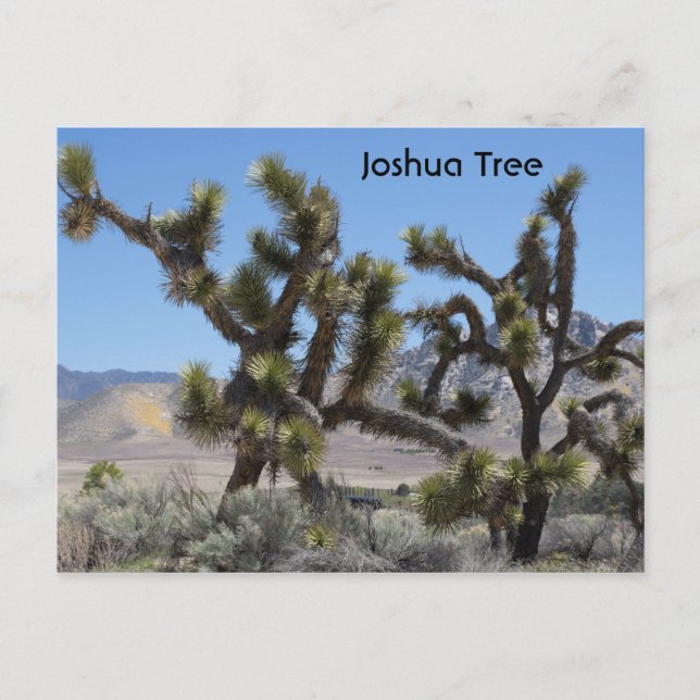 Joshua Tree in California Postcard (Front)