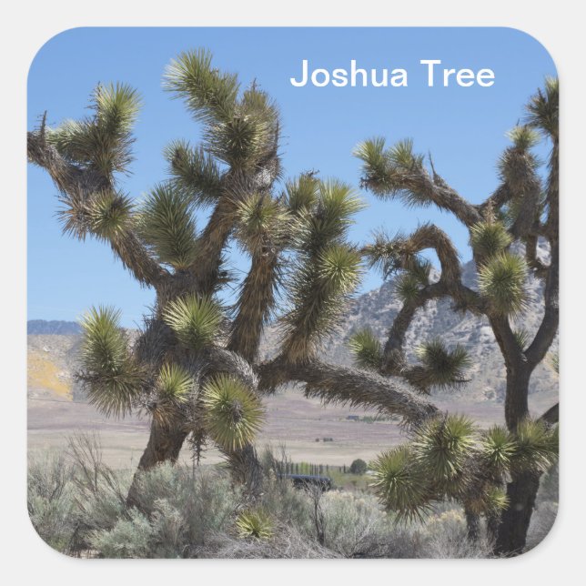 Joshua Tree in California Square Sticker (Front)