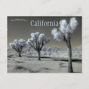 Joshua Tree National Park California Postcard