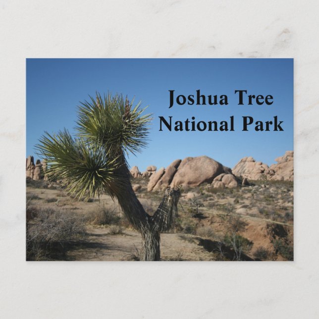 Joshua Tree National Park California Travel USA Postcard (Front)