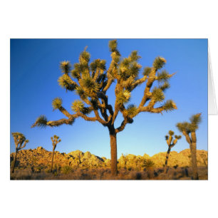 Joshua Tree National Park, California. USA.
