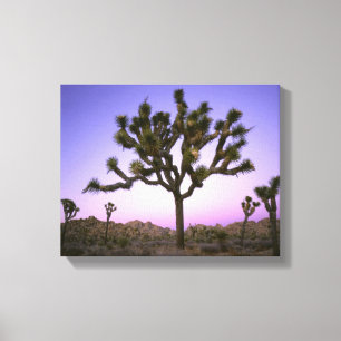 JOSHUA TREE NATIONAL PARK, CALIFORNIA. USA. CANVAS PRINT
