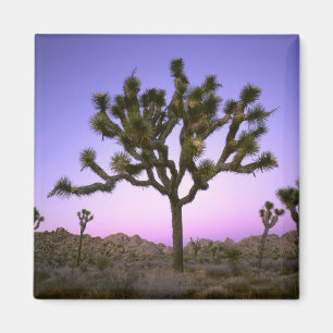 JOSHUA TREE NATIONAL PARK, CALIFORNIA. USA. MAGNET
