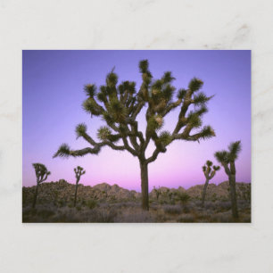 JOSHUA TREE NATIONAL PARK, CALIFORNIA. USA. POSTCARD