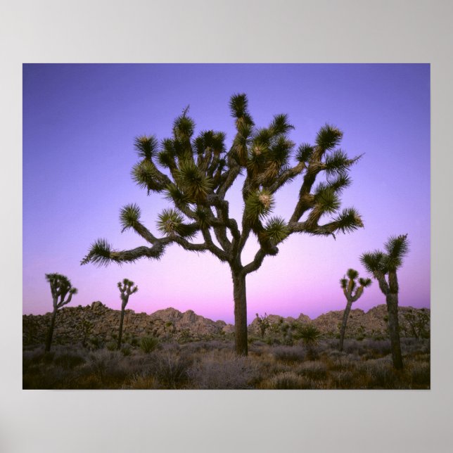 JOSHUA TREE NATIONAL PARK, CALIFORNIA. USA. POSTER (Front)