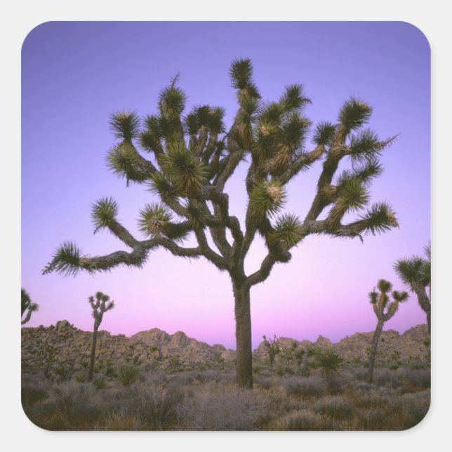 JOSHUA TREE NATIONAL PARK, CALIFORNIA. USA. SQUARE STICKER (Front)