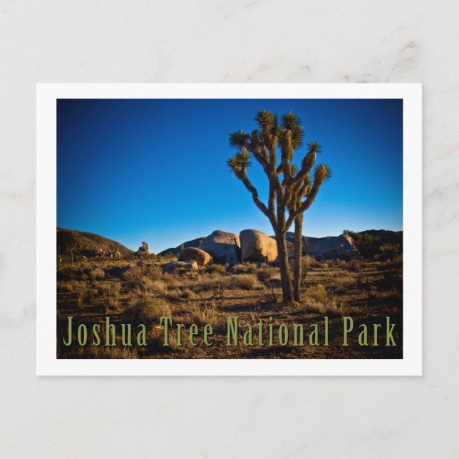 Joshua Tree National Park Postcard (Front)