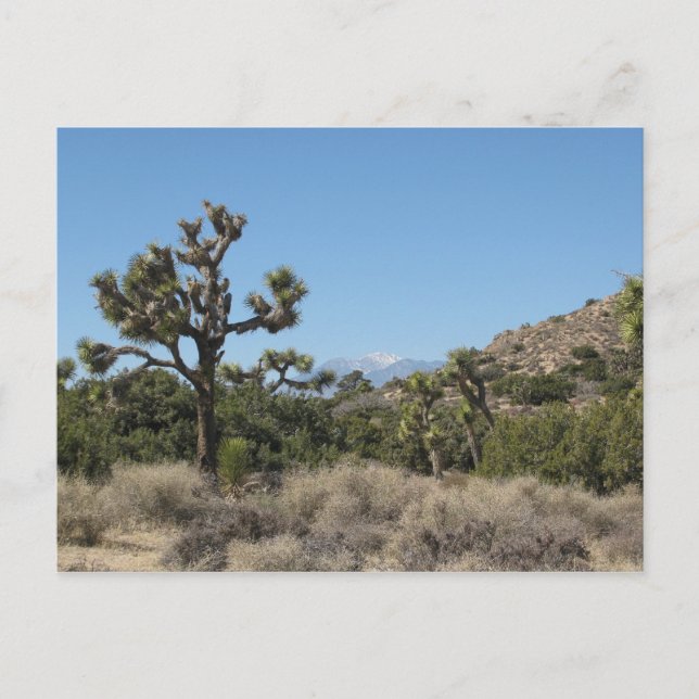 Joshua Tree National Park Postcard (Front)