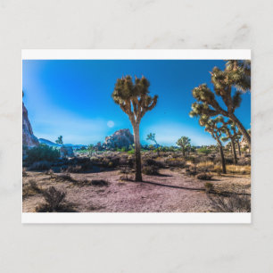 Joshua Tree National Park Postcard