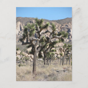 Joshua Tree National Park Postcard