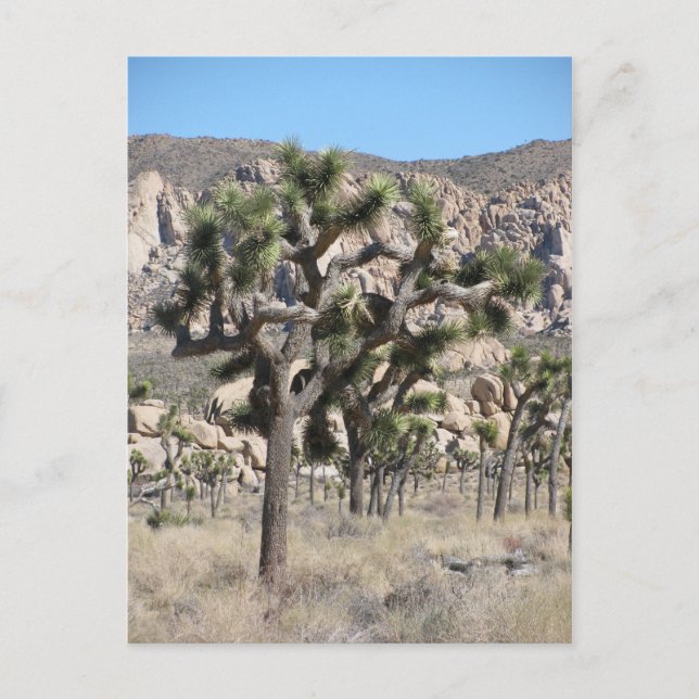 Joshua Tree National Park Postcard (Front)