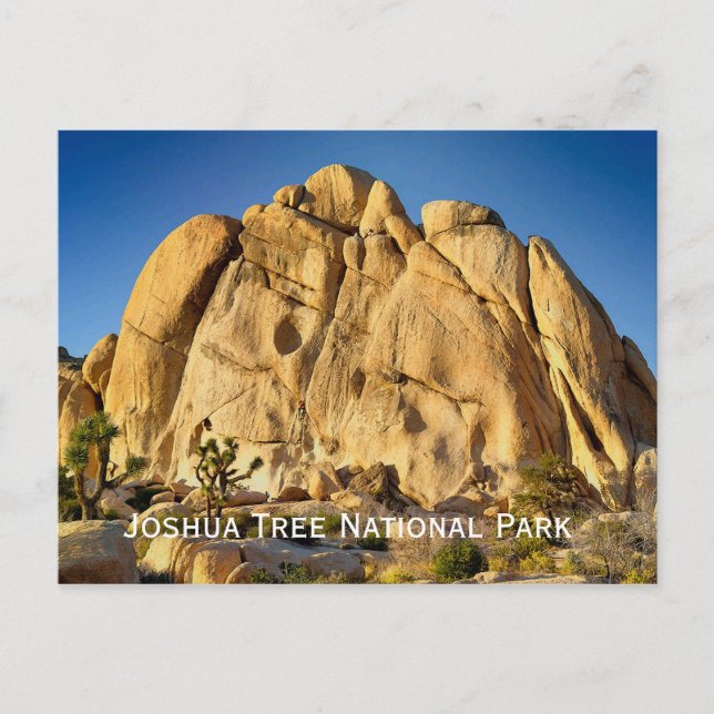 Joshua Tree National Park Postcard (Front)