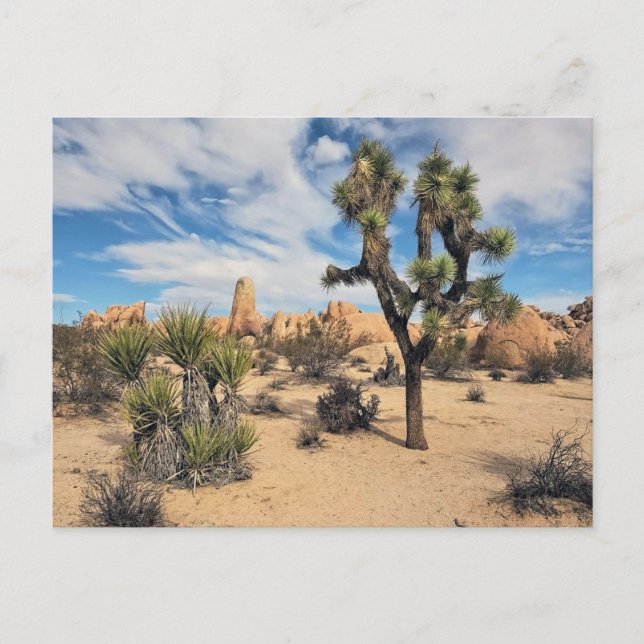 Joshua Tree National Park Postcard (Front)
