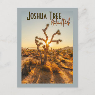 Joshua Tree National Park Souvenir Gift Postcard