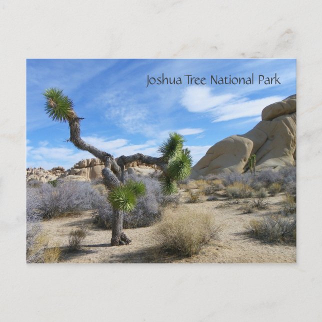 Joshua Tree Postcard! Postcard (Front)