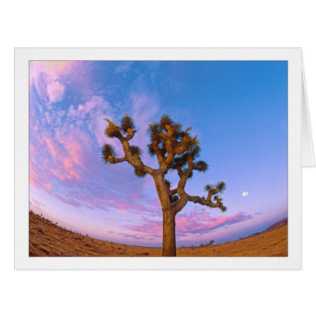 "Joshua Tree Swirl" (Front Horizontal)