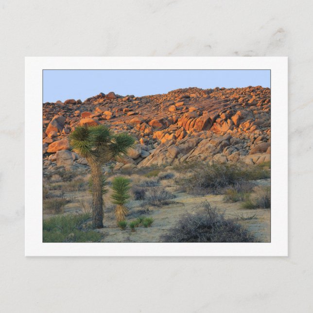 "Joshua Tree With Offspring" Postcard (Front)
