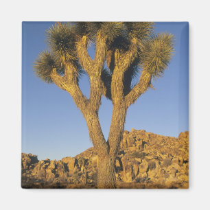 Joshua Tree, Yucca brevifolia), and granite Magnet