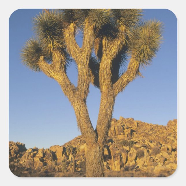 Joshua Tree, Yucca brevifolia), and granite Square Sticker (Front)