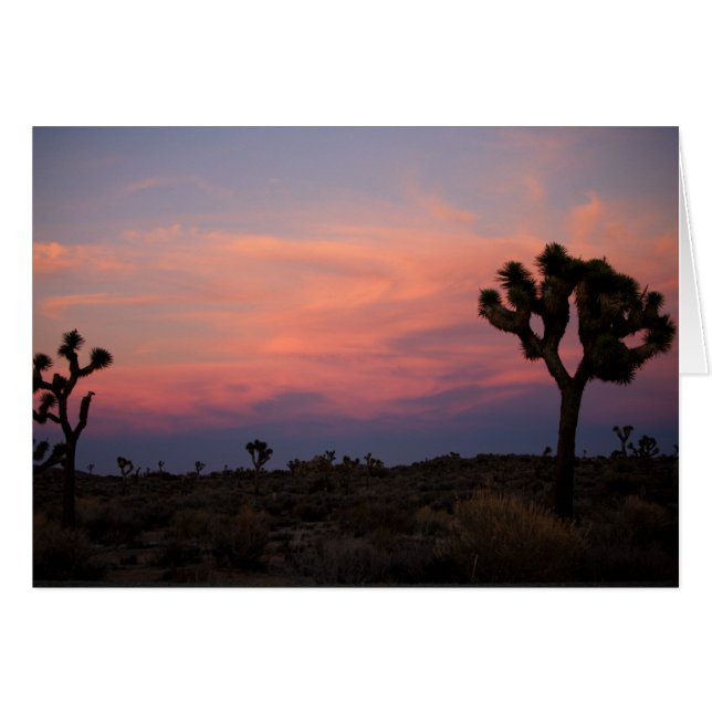 Joshua Trees at Sunset (Front Horizontal)