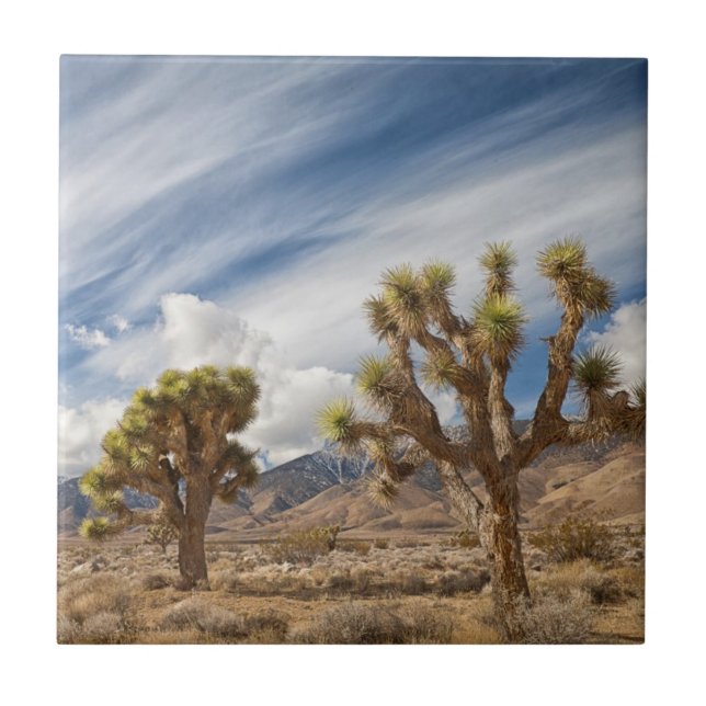 Joshua Trees in Desert Ceramic Tile (Front)