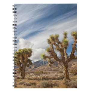 Joshua Trees in Desert Notebook