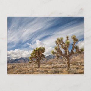 Joshua Trees in Desert Postcard