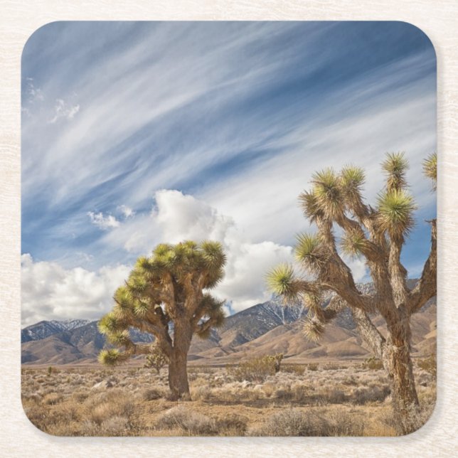 Joshua Trees in Desert Square Paper Coaster (Front)