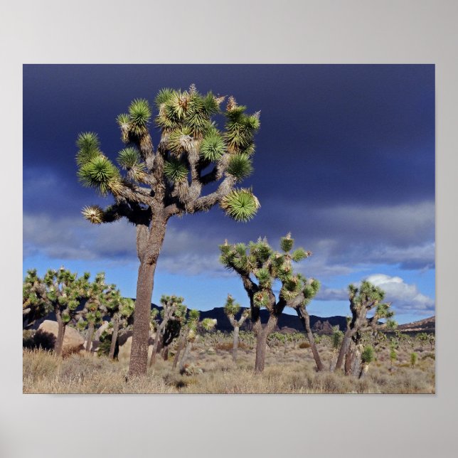 Joshua trees Joshua Tree National Park Poster (Front)
