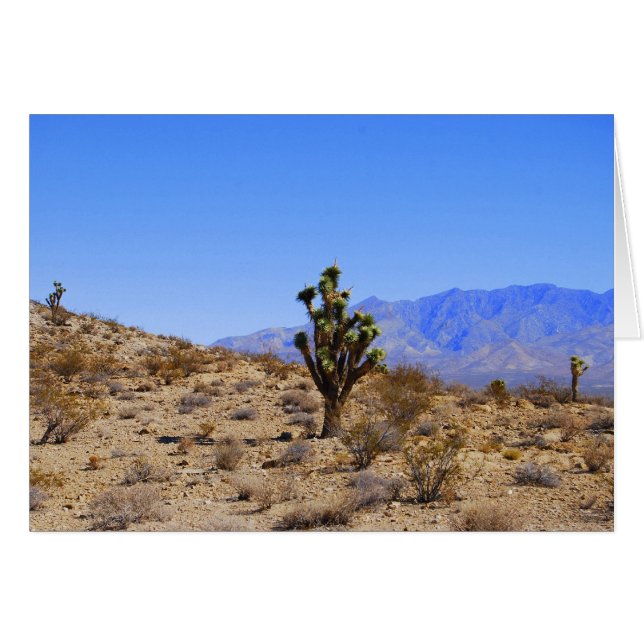 Joshua Trees, Mojave Desert, California (Front Horizontal)