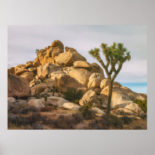 Joshua Trees National Park Poster