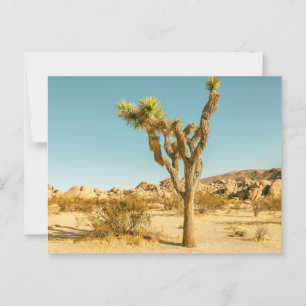 Joshua Trees National Park Scenery Postcard
