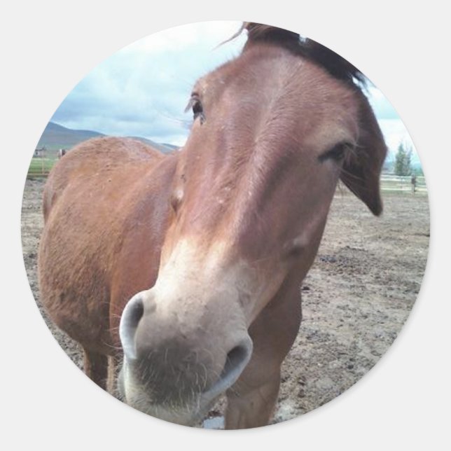 Josie, the funny mule classic round sticker (Front)