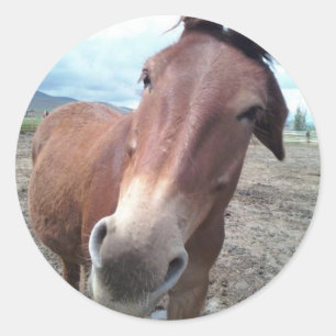 Josie, the funny mule classic round sticker