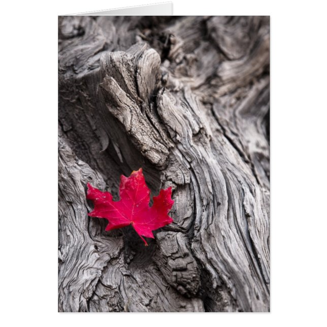 Journey’s End (Front)