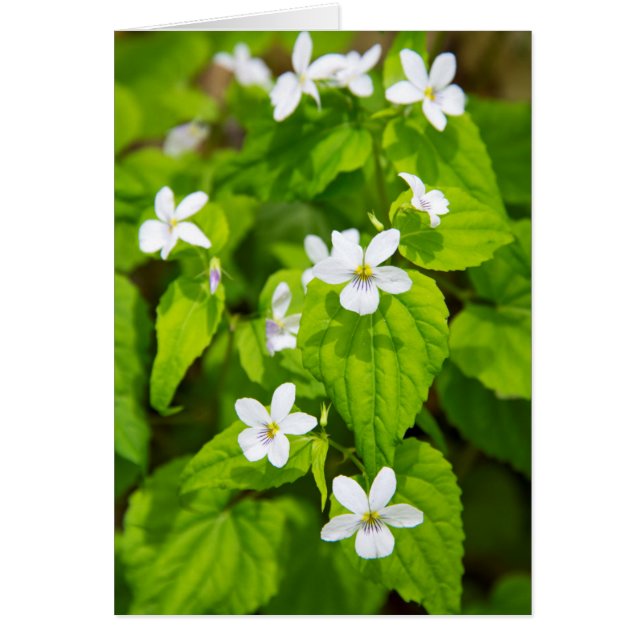 Joyce Kilmer-Slickrock Wilderness (Front)