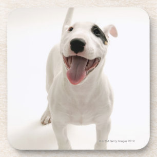 Joyful Bull terrier Coaster