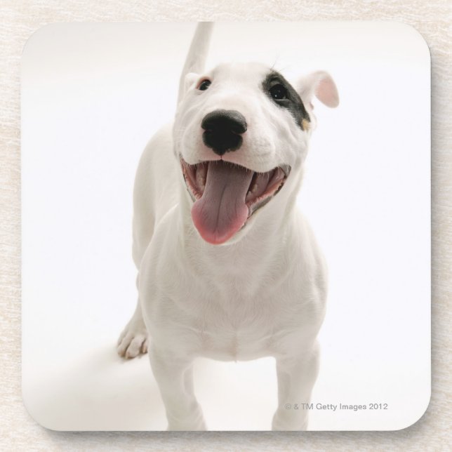 Joyful Bull terrier Coaster (Front)