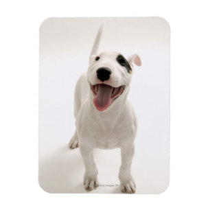 Joyful Bull terrier Magnet