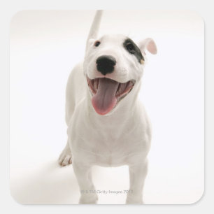 Joyful Bull terrier Square Sticker