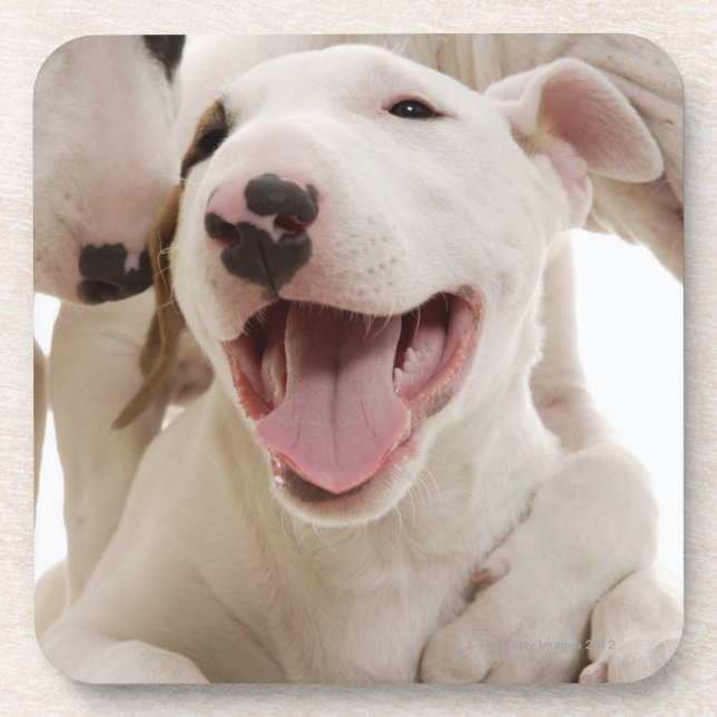 Joyful Bull terriers Coaster (Front)