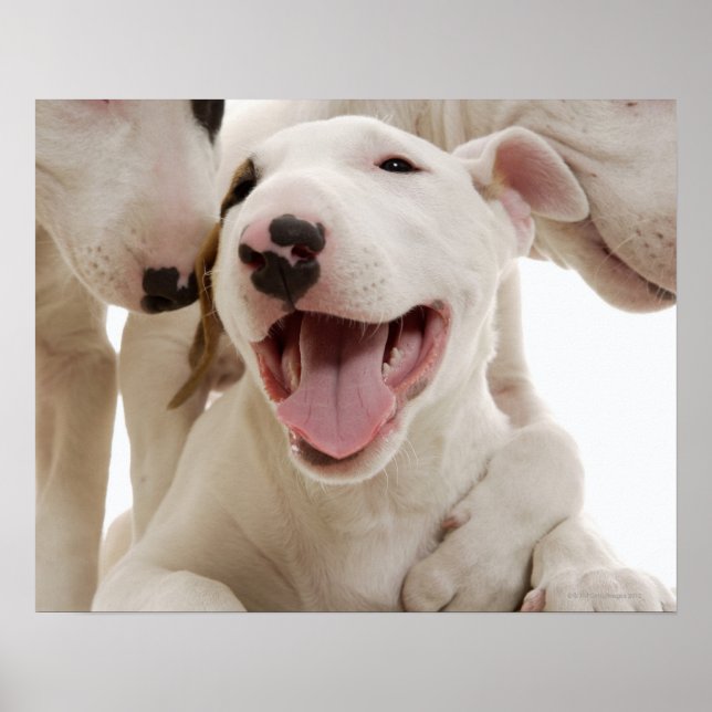 Joyful Bull terriers Poster (Front)