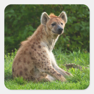  Joyful Hyena Amidst Greenery Square Sticker