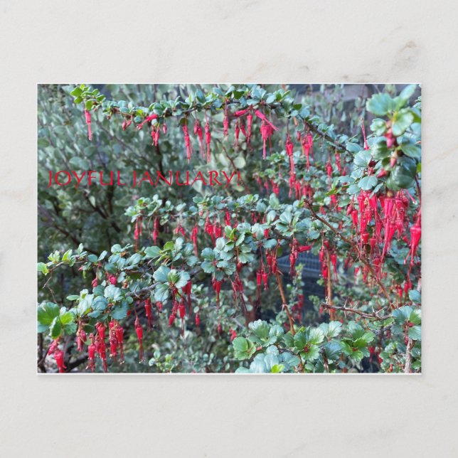 JOYFUL JANUARY! POSTCARD (Front)