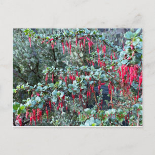 JOYFUL JANUARY! POSTCARD