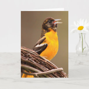 Joyful Oriole Birthday Card