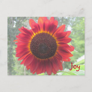 Joyful Rusty Red Sunflower Postcard