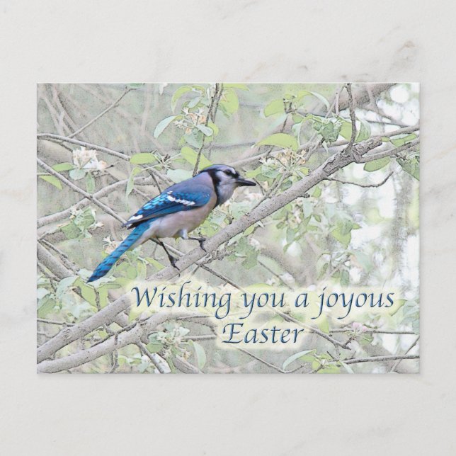 Joyous Easter Blue Jay Songbird Holiday Postcard (Front)