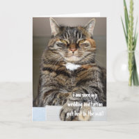 Judgmental Angry Cat Lost Wedding Invitation Humou